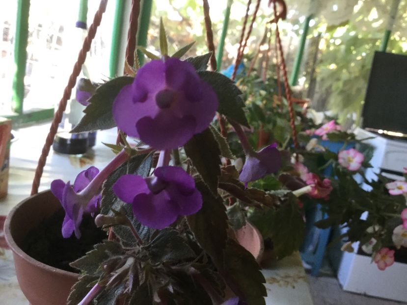 E9E27A46-20F7-4797-A4EE-061117C82302 - Flori 2019