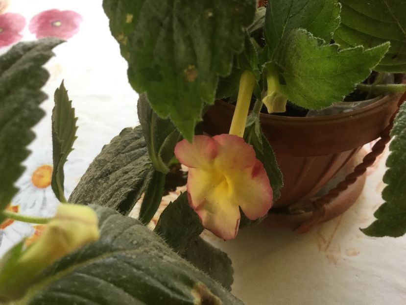 0A6211A3-54CB-4AAE-9995-7C2615C74216 - Flori 2019