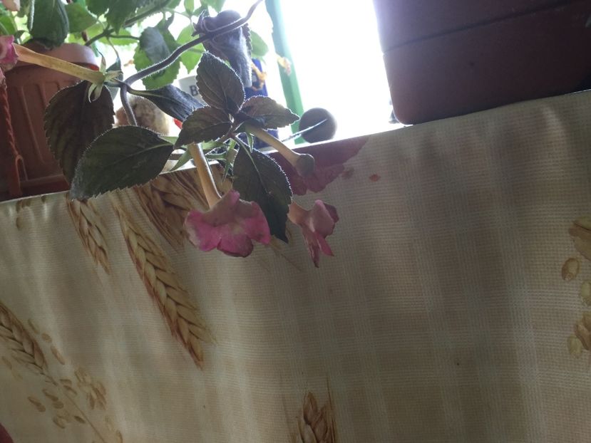 0F7E7BBB-72CD-45CA-8CB3-3B994AAA3A39 - Flori 2019