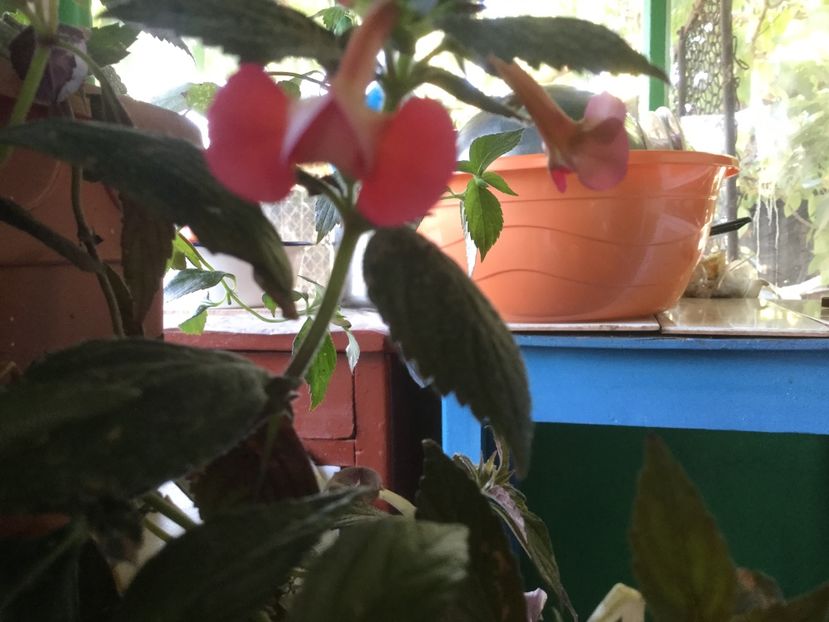 F189AA8C-A8A6-435A-9CA0-642C35F543A6 - Flori 2019