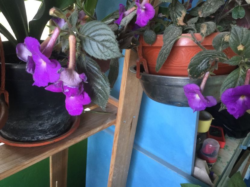 1BB10230-B8E2-4640-9286-AC184B110B5B - Flori 2019