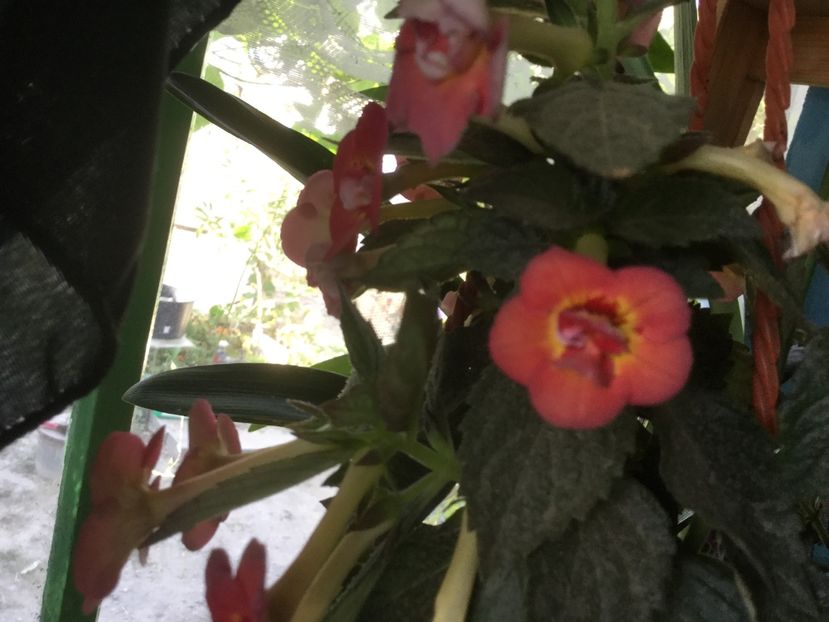 ED98575D-F84A-4BB5-ABDA-DED966F8406F - Flori 2019