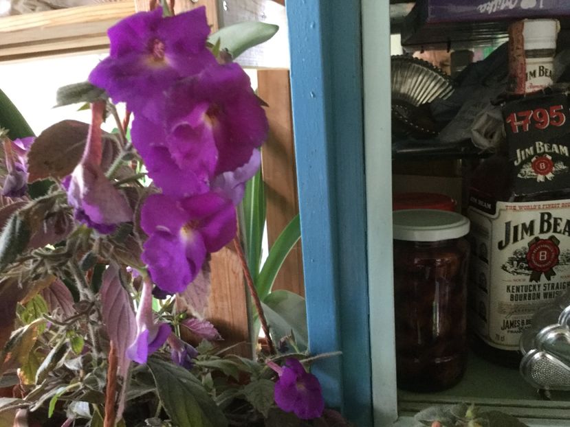 29B7E6BE-A431-4306-AD40-CBCE2A61AE94 - Flori 2019