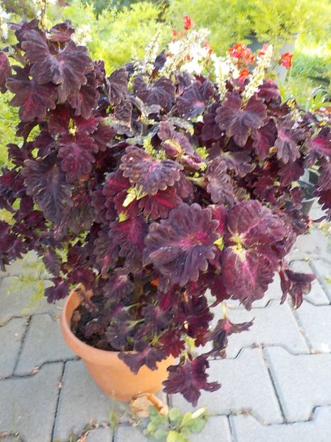  - coleus