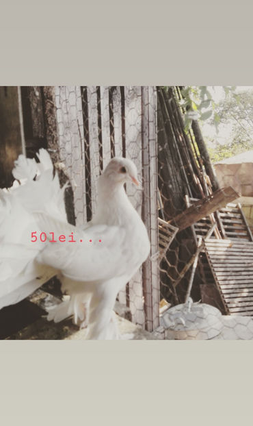 voltati maghiari - voltatimaghiari2020