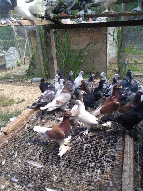  - De vânzare voiajori maghiari de frumusețe din 2019