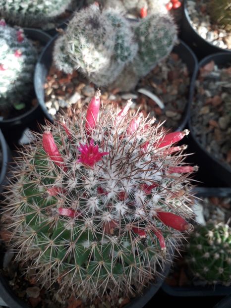 Fructe Mammillaria - Cactusi înfloriti 2019