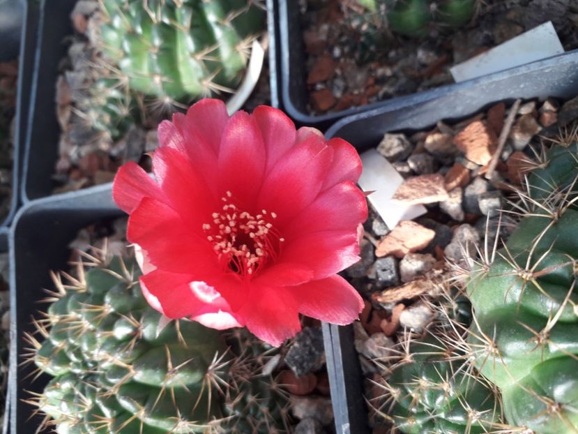 Lobivia sp. - Cactusi înfloriti 2019