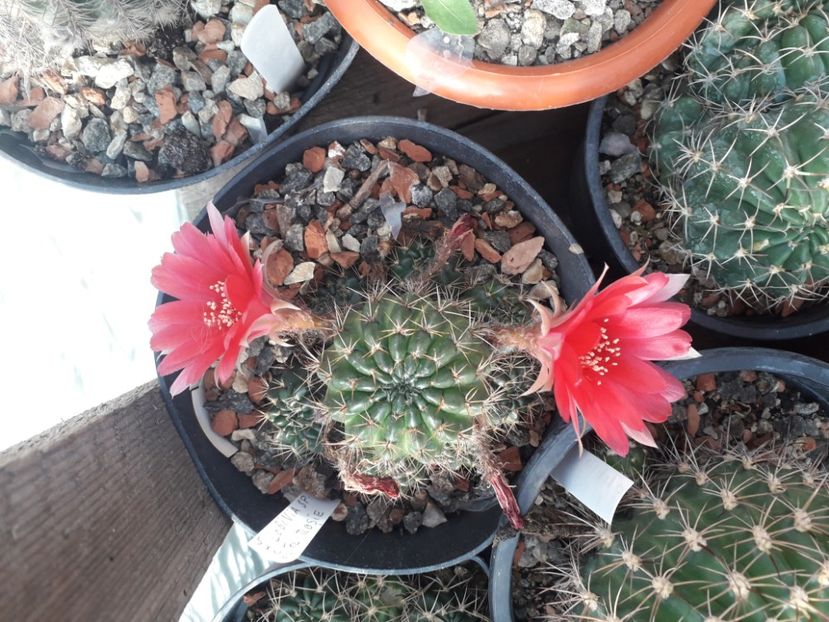 Lobivia sp - Cactusi înfloriti 2019