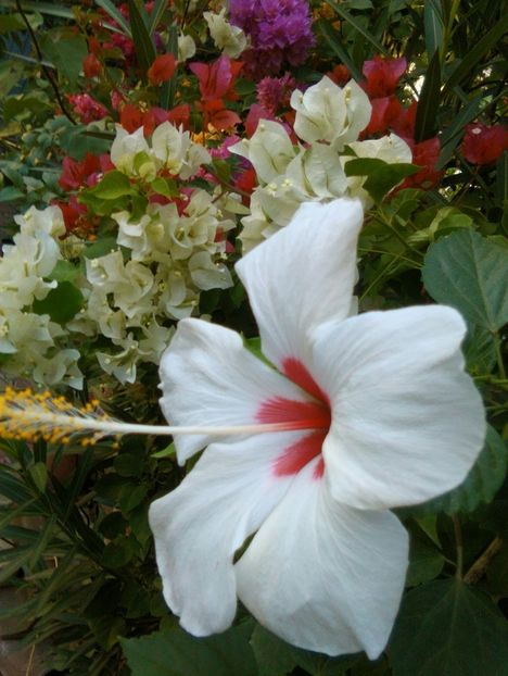  - Hibiscus Tricolor sau Ibiza