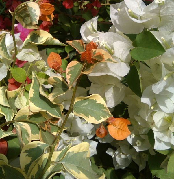 Delta Dawn - bougainvillea 2019