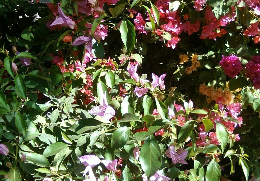 înca ne mai bucuram de soare.... - bougainvillea 2019
