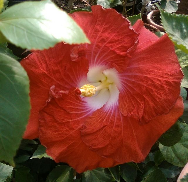  - Hibiscus Hot Ticket