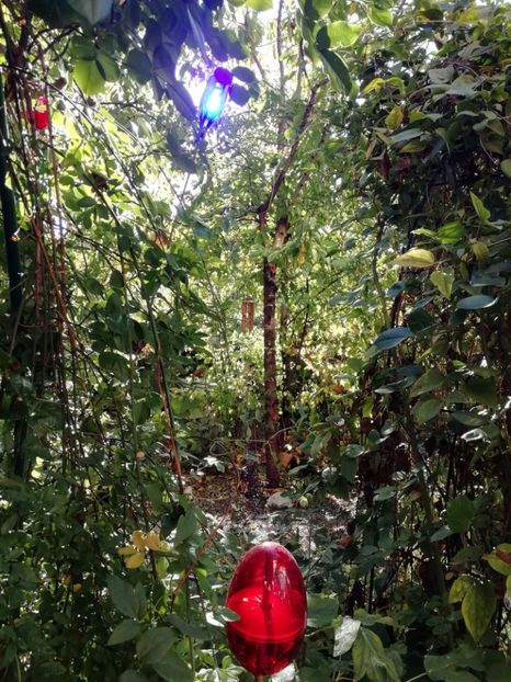  - Grădina 2019 sfârșit de sezon