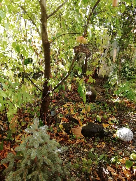  - Grădina 2019 sfârșit de sezon