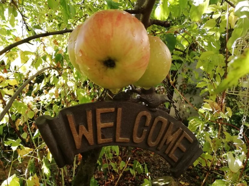  - Grădina 2019 sfârșit de sezon