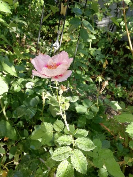  - Grădina 2019 sfârșit de sezon