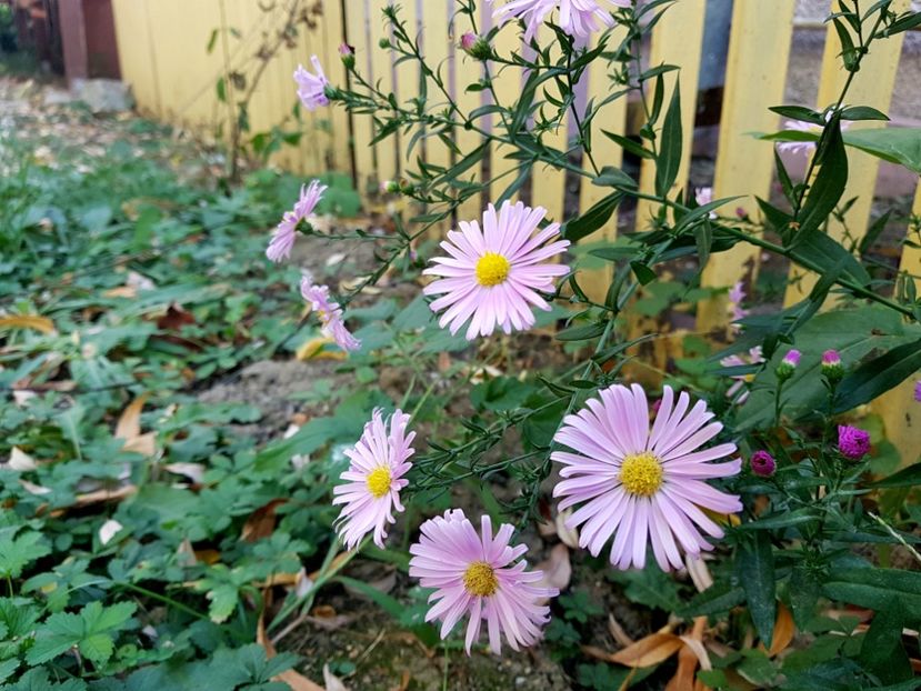  - 2019 Vara si Toamna