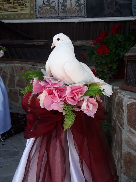  - Sectiunea 1C-Porumbei albi pentru evenimente