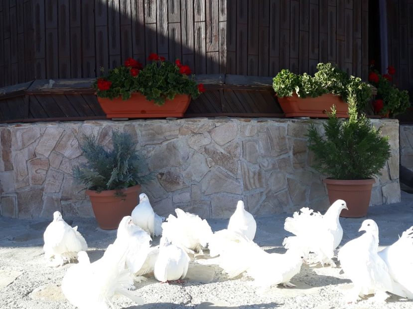  - Sectiunea 1C-Porumbei albi pentru evenimente