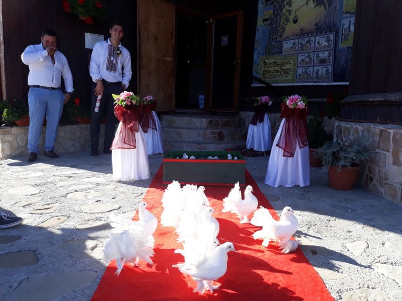  - Sectiunea 1C-Porumbei albi pentru evenimente