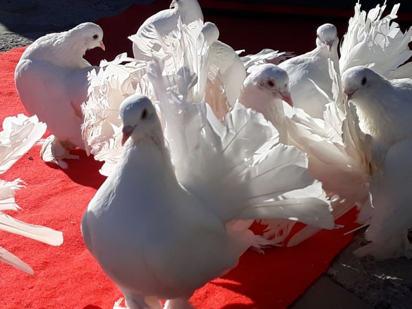  - Sectiunea 1C-Porumbei albi pentru evenimente