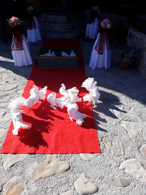  - Sectiunea 1C-Porumbei albi pentru evenimente