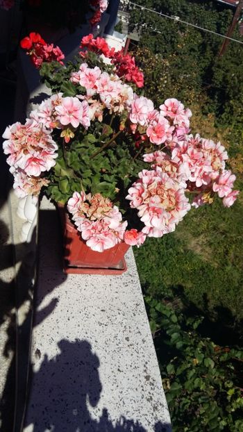  - 0 - Achimenesi si alte flori la MAMA