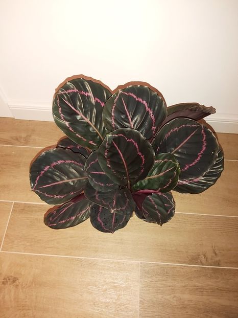  - Calathea roseopicta Surprisestar