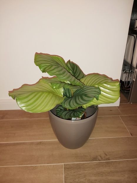  - Calathea Orbifolia bicajoux Gecko