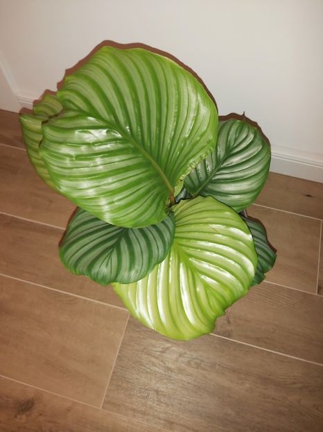  - Calathea Orbifolia bicajoux Gecko