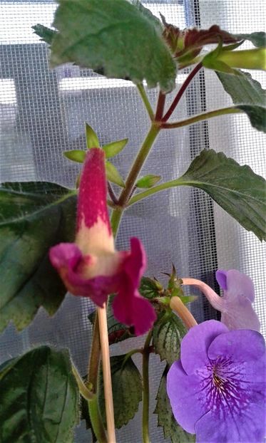 20190923_080709x3 - achimenes 20224519 in asteptare