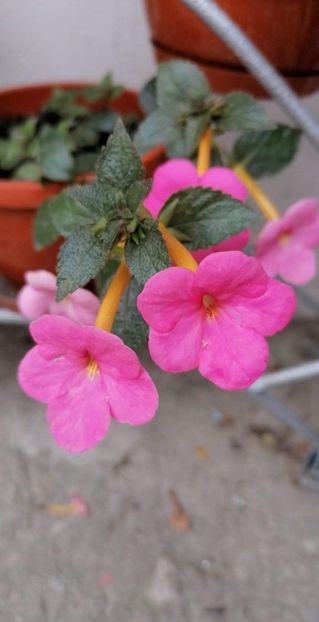  - Jay Dee Pink-erika 76