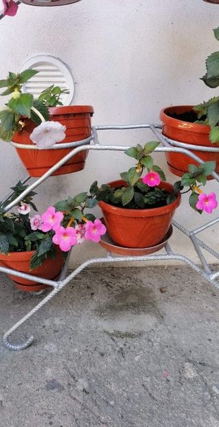  - Jay Dee Pink-erika 76