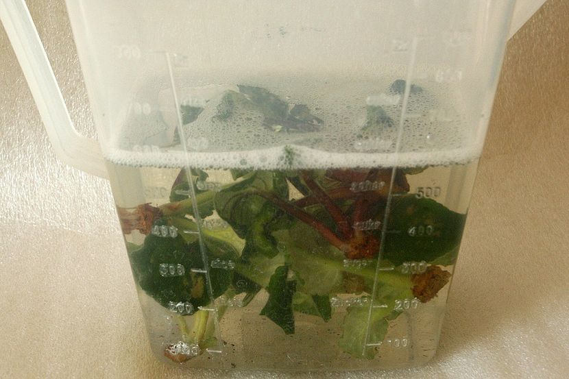 Violetele clatite in apa cu detergent de vase - 4 Tripsi