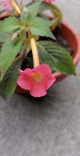  - Peach Glow-erika 76