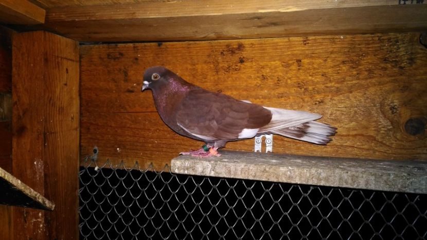 P_20190919_203711 - Visinii romanesti - cu chenare