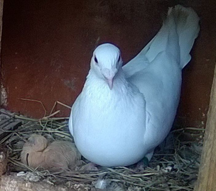 04.09.2019 Albu voiajor de zbor. - Porumbei mei Voiajori si Zburatori de Severin