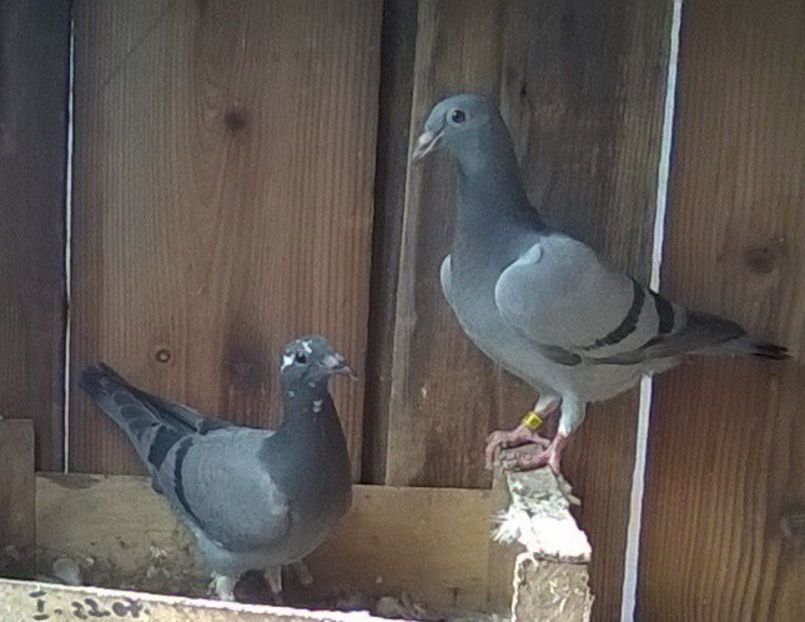 15.09.2019 M.F parinti vineti stropiti - Porumbei mei Voiajori si Zburatori de Severin