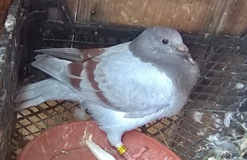 izabel 15.09.2019 M - Porumbei mei Voiajori si Zburatori de Severin