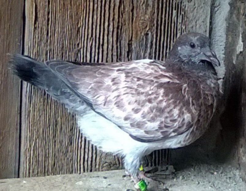 15.09.2019 M pui din primul fiu din tată olandez - Porumbei mei Voiajori si Zburatori de Severin