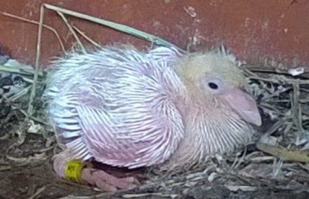 15.09.2019 M - Porumbei mei Voiajori si Zburatori de Severin