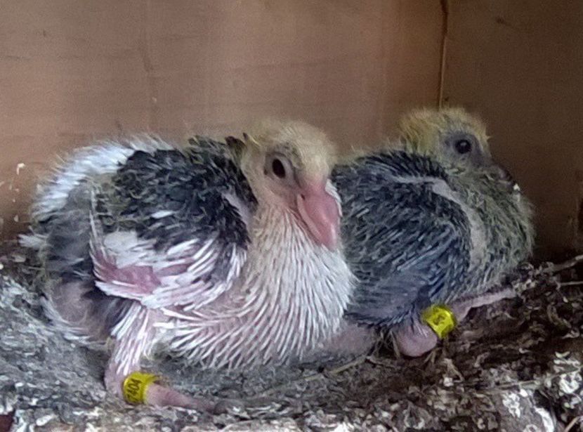 15.09.2019 din izabel tanar si alba cu pene negre in coada - Porumbei mei Voiajori si Zburatori de Severin