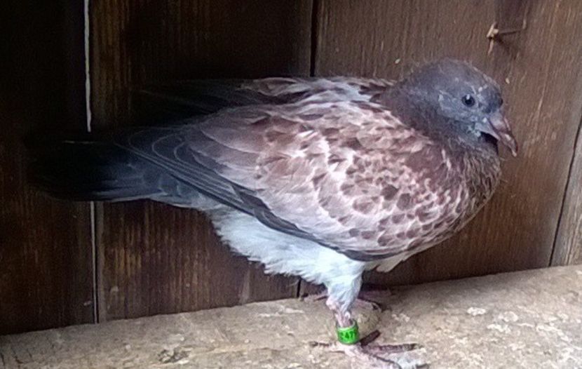 15.09.2019 M pui din primul fiu de la Olandez - Porumbei mei Voiajori si Zburatori de Severin