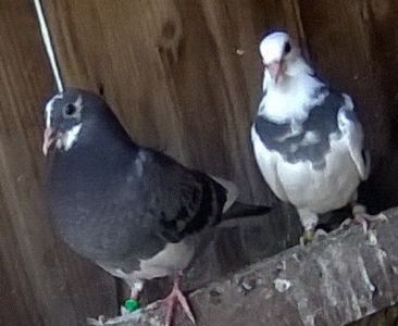 15.09.2019 Puiul albicios adoptat de la fiul Olandezului.negriciosul pui de la M Voiajor obraznic15. - Porumbei mei Voiajori si Zburatori de Severin