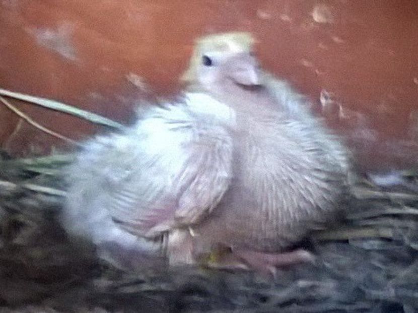  - Porumbei mei Voiajori si Zburatori de Severin