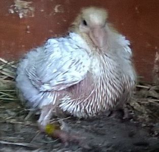 19.09.2019 pui de la Galbena - Porumbei mei Voiajori si Zburatori de Severin