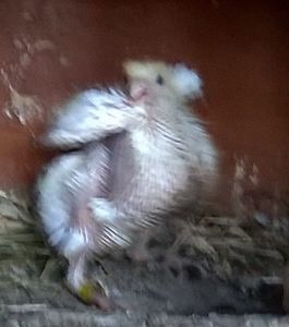  - Porumbei mei Voiajori si Zburatori de Severin