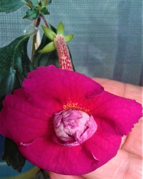  - Achimenes 17 09 2016789