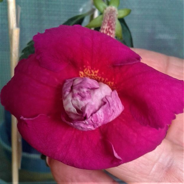  - Achimenes 17 09 2016789